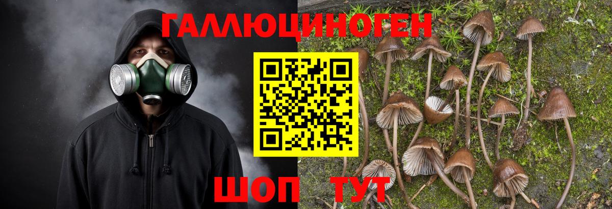 Урус-Мартан  Псилоцибиновые грибы прущие грибы  Вход с VPN 